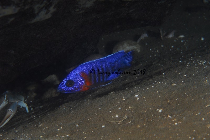 Aulonocara stuartgranti 'Luwala Reef'